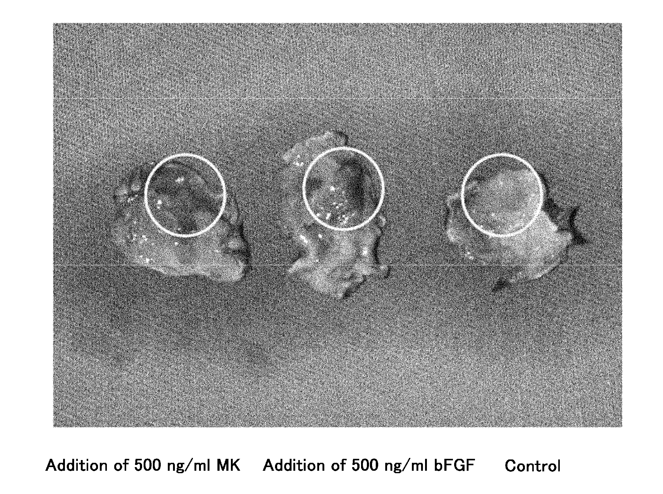 Therapeutic agent for occlusive peripheral vascular disease, and use thereof