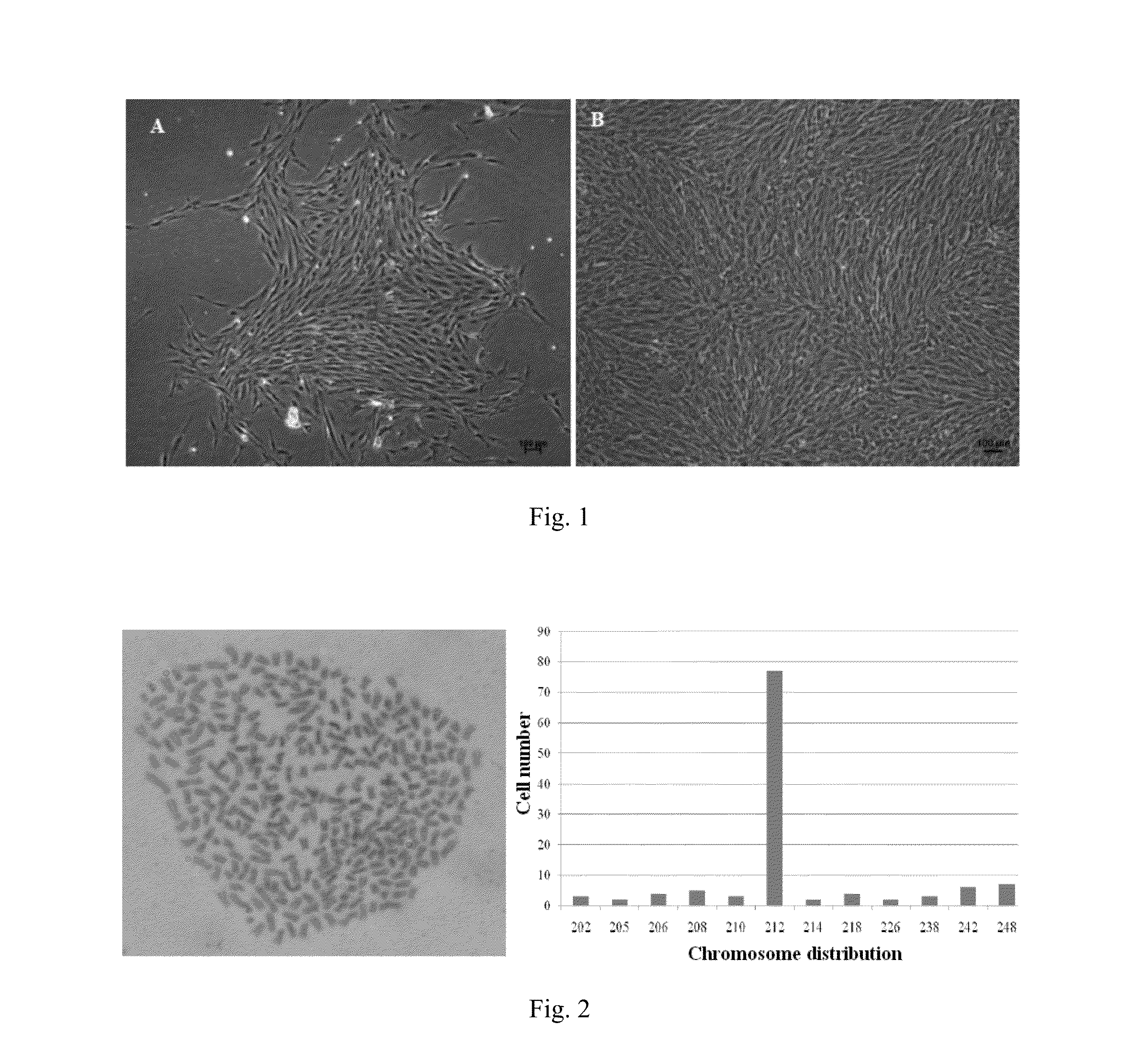 Cyprinid herpesvirus ii-sensitive brain tissue cell line of carassius auratus gibelio and establishing method and use thereof