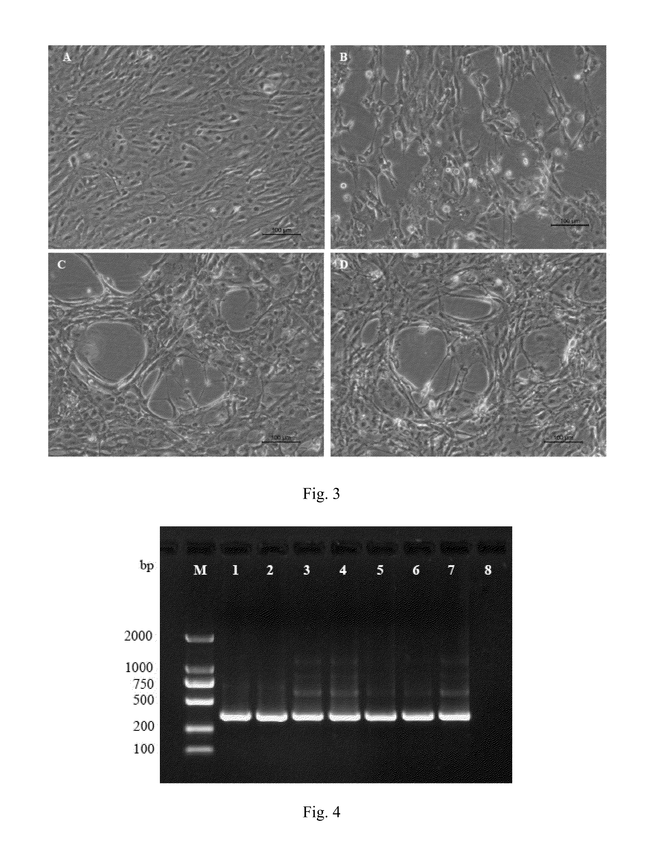 Cyprinid herpesvirus ii-sensitive brain tissue cell line of carassius auratus gibelio and establishing method and use thereof