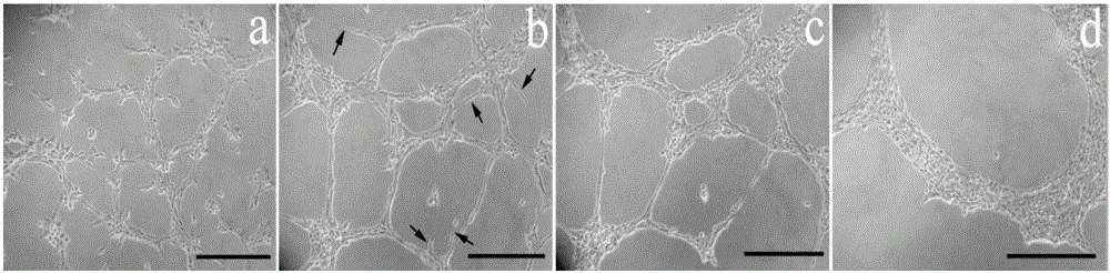 Preparation method and application of angiogenesis model