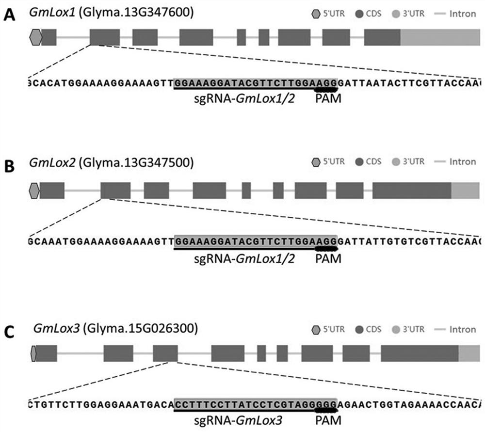 Method and application of CRISPR-Cas9 specific knockout of soybean lipoxygenase gene