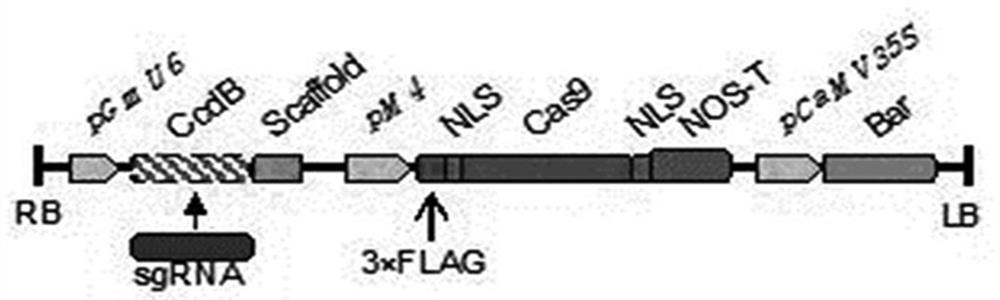 Method and application of CRISPR-Cas9 specific knockout of soybean lipoxygenase gene