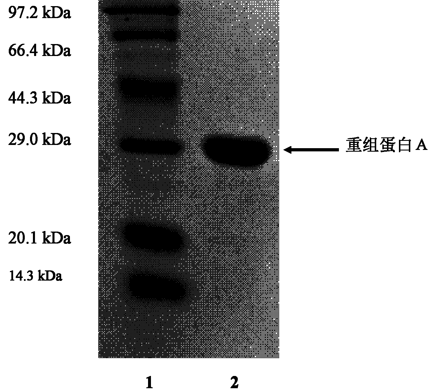 Separation and purification method of recombinant proteins A