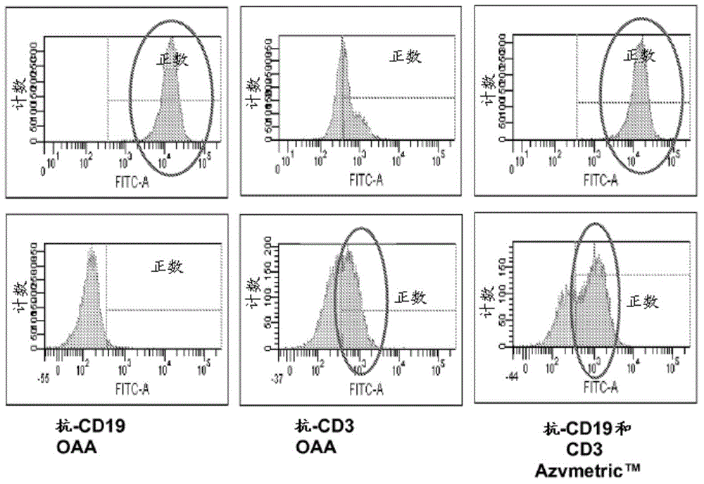 Bispecific asymmetric heterodimers comprising anti-cd3 constructs