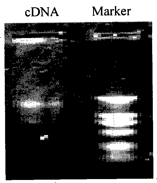 Humanized neutralizing antibody against rabies virus, method for preparing same and use