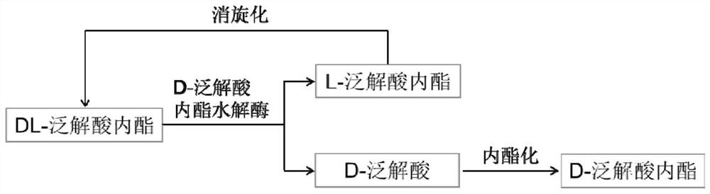 A kind of Fusarium strain and method for producing d-pantolactone hydrolase by fermentation