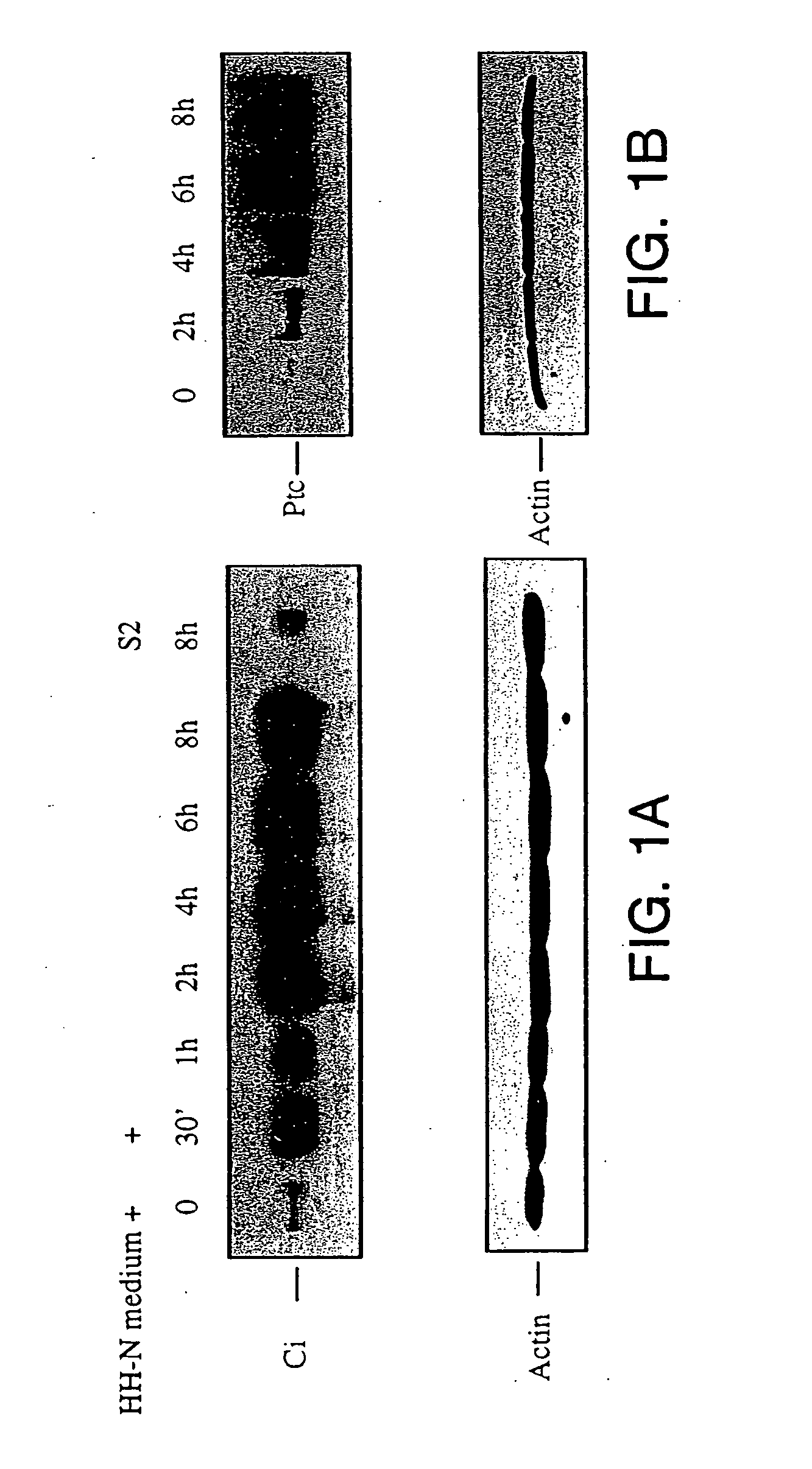 Modulation of hedgehog-mediated signaling pathway