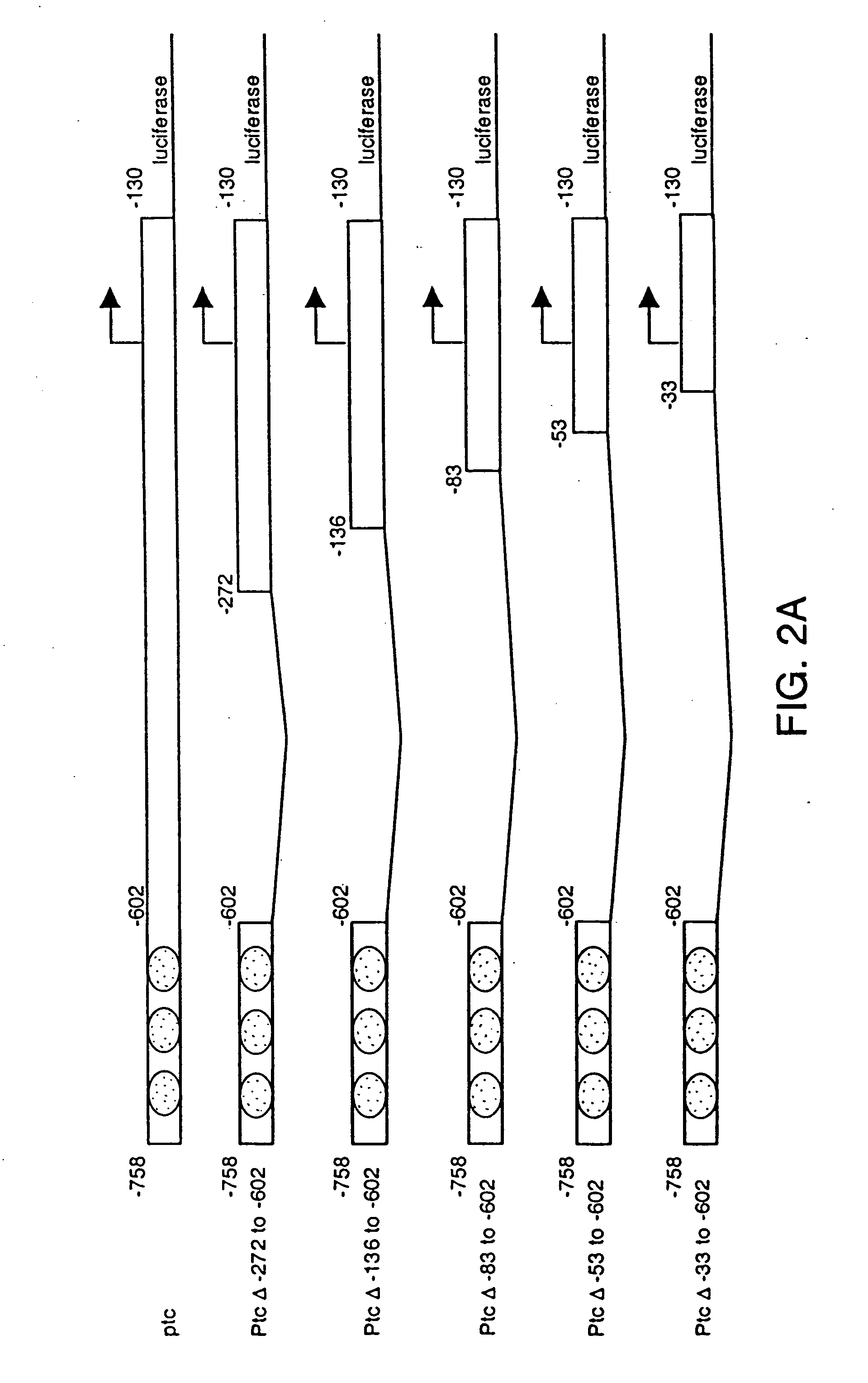 Modulation of hedgehog-mediated signaling pathway