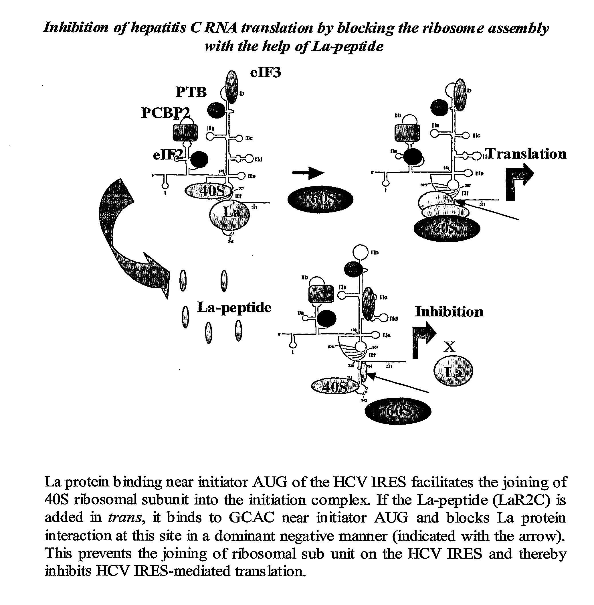 Antiviral Peptide Against Hepatitis C Virus