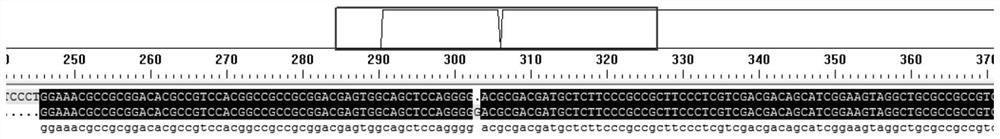 Application of ZmWRKY70 protein and coding gene thereof in plant drought resistance