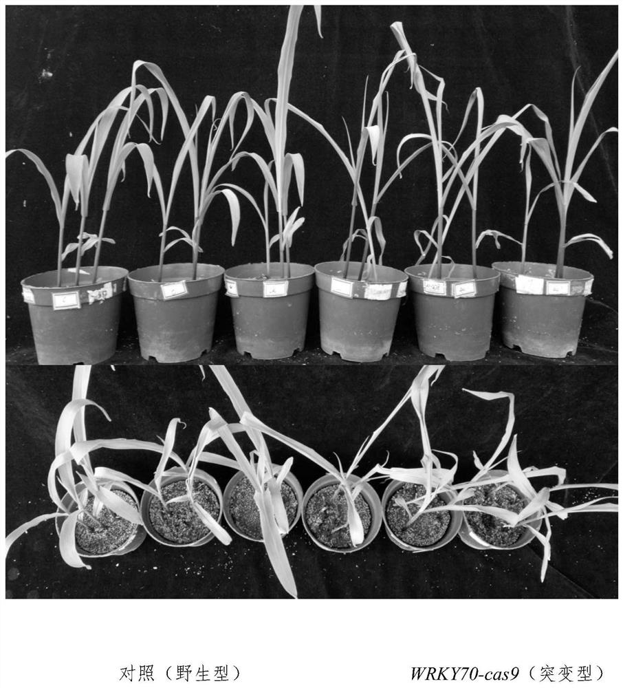 Application of ZmWRKY70 protein and coding gene thereof in plant drought resistance