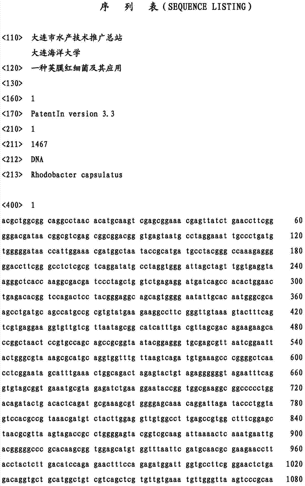 Rhodobacter capsulatus and application thereof