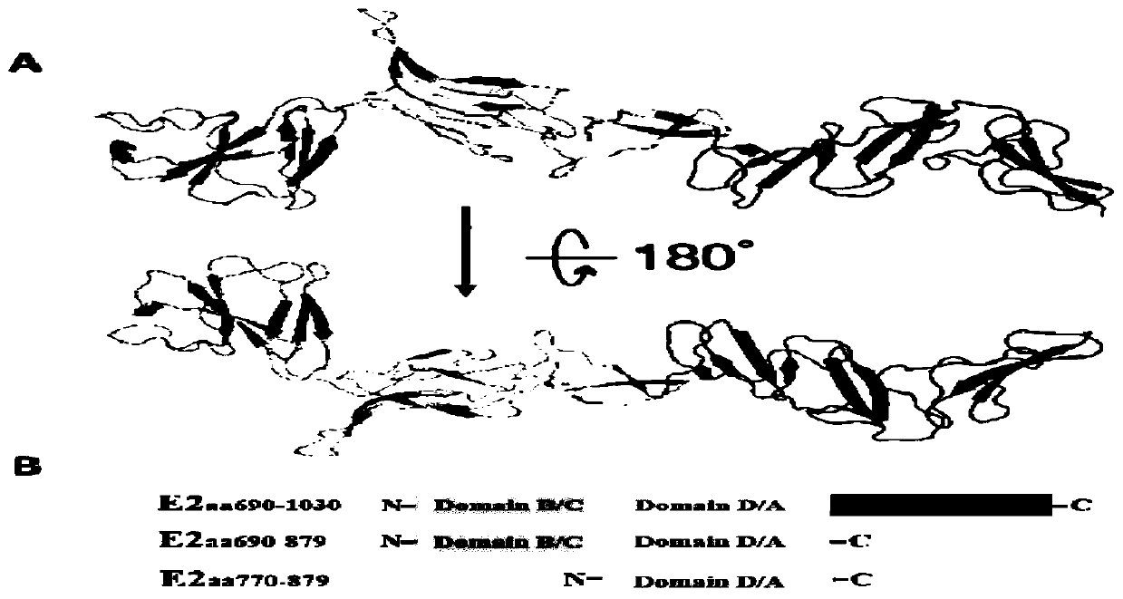 Truncated e2 protein of swine fever virus and its application