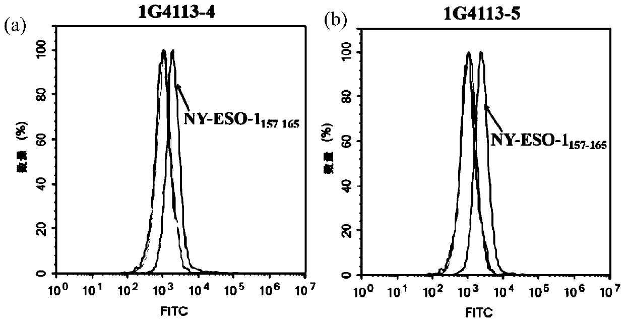 Recombinant antibody-like T cell antigen receptor, T cell antigen receptor conjugate, bi-specific molecule and application