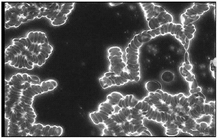 Mulberry enzyme residue tablet and preparation method thereof