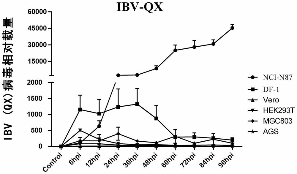 Gene knockout cell line capable of replicating IBV virus QX subtype strain as well as construction method and application of gene knockout cell line