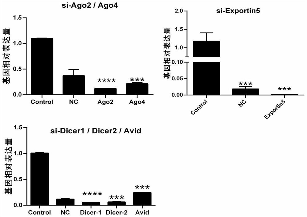 Gene knockout cell line capable of replicating IBV virus QX subtype strain as well as construction method and application of gene knockout cell line