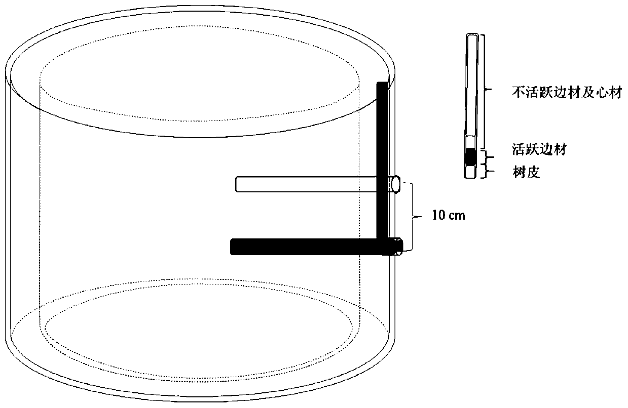 Method for measuring thickness of trunk water diversion sapwood