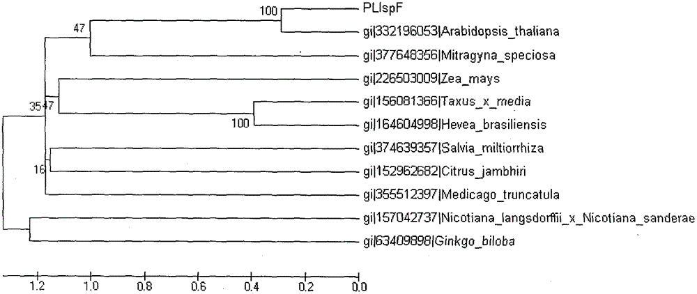 Peony 2-methyl-d-erythritol-2,4-cyclic diphosphate synthase gene and its encoded product and application