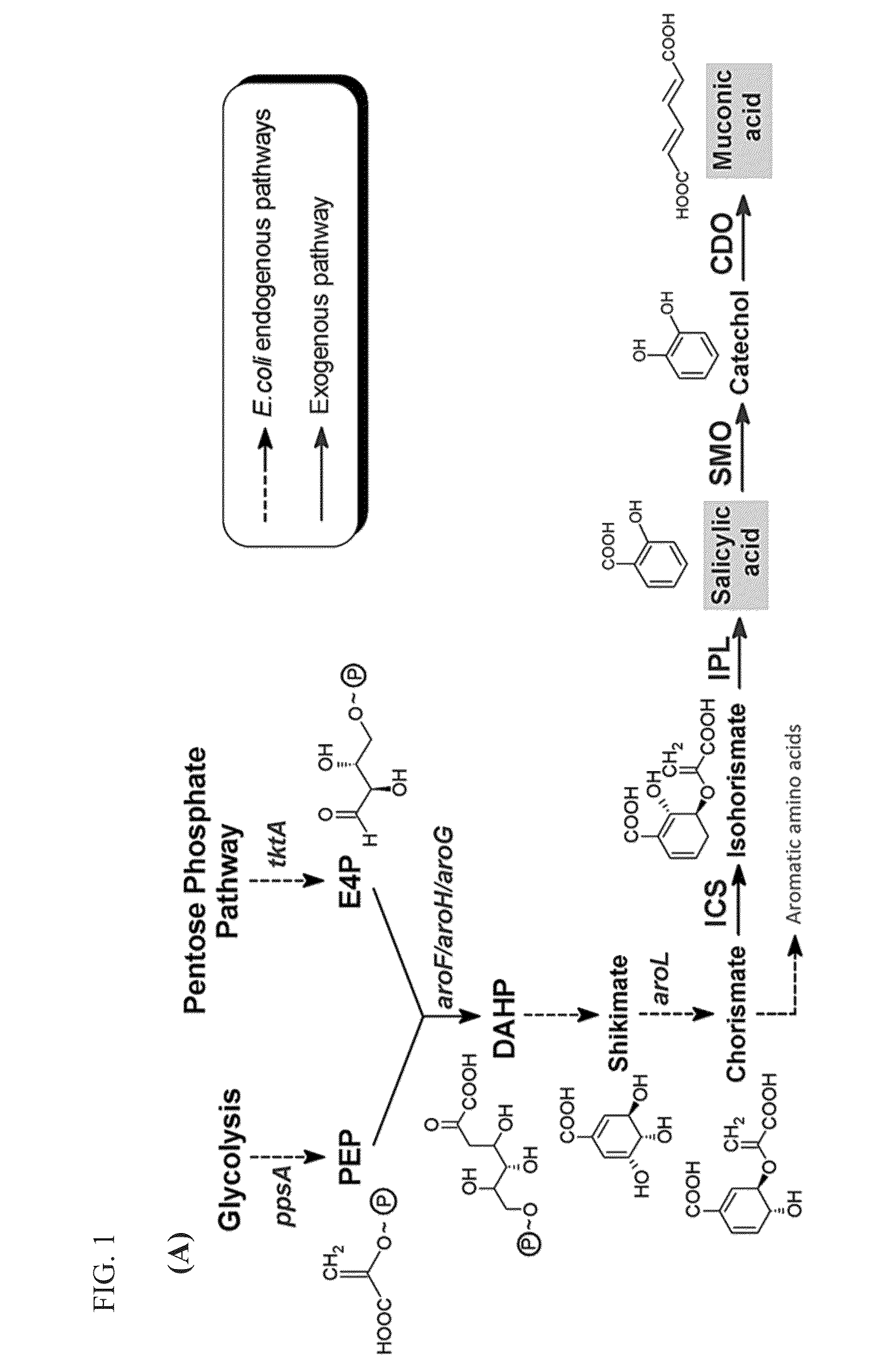 Microbial production of muconic acid and salicylic acid