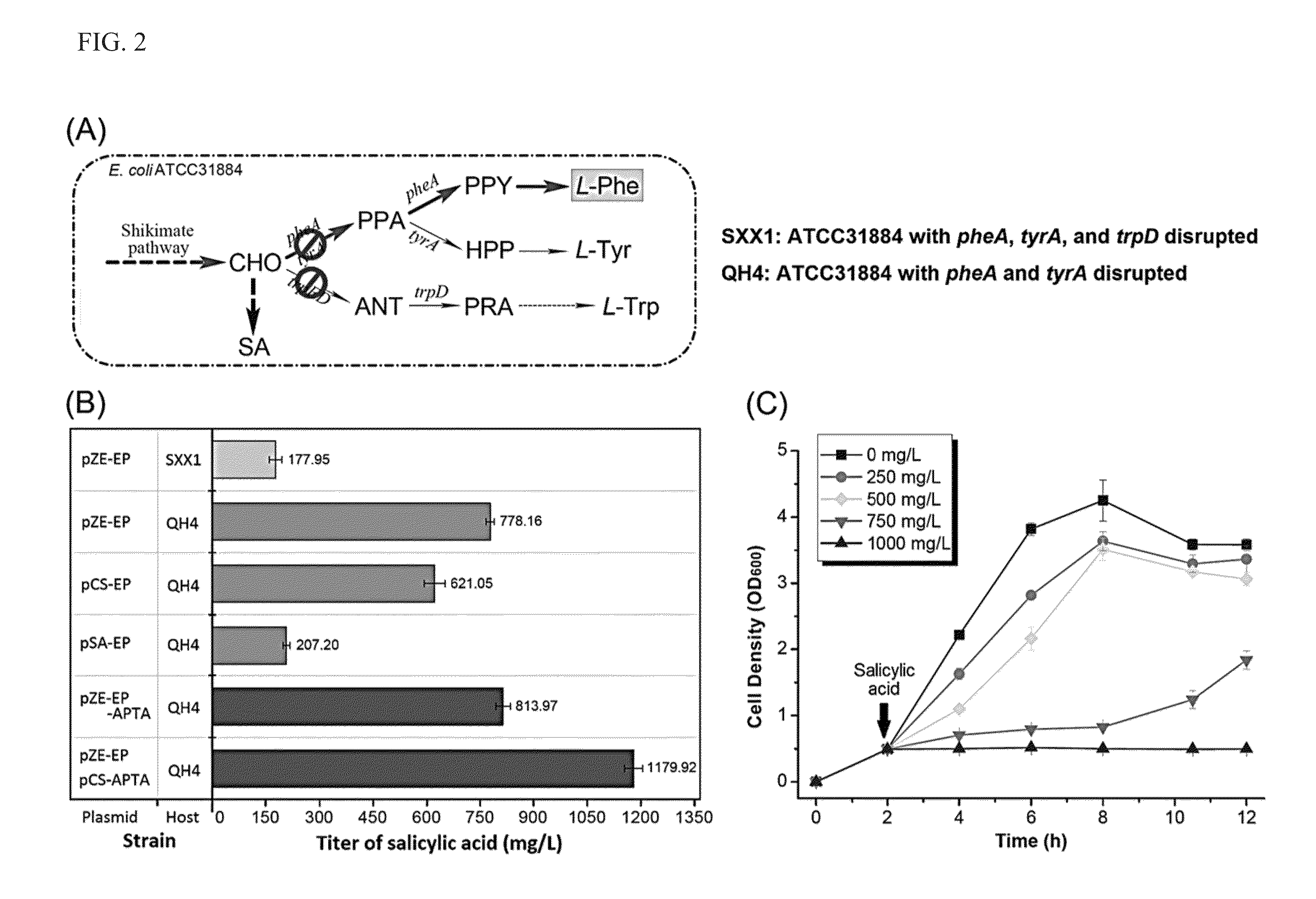 Microbial production of muconic acid and salicylic acid