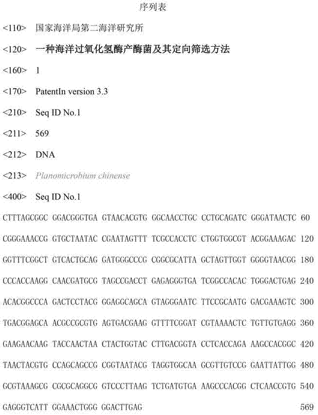 Ocean catalase production bacteria and directional screening method