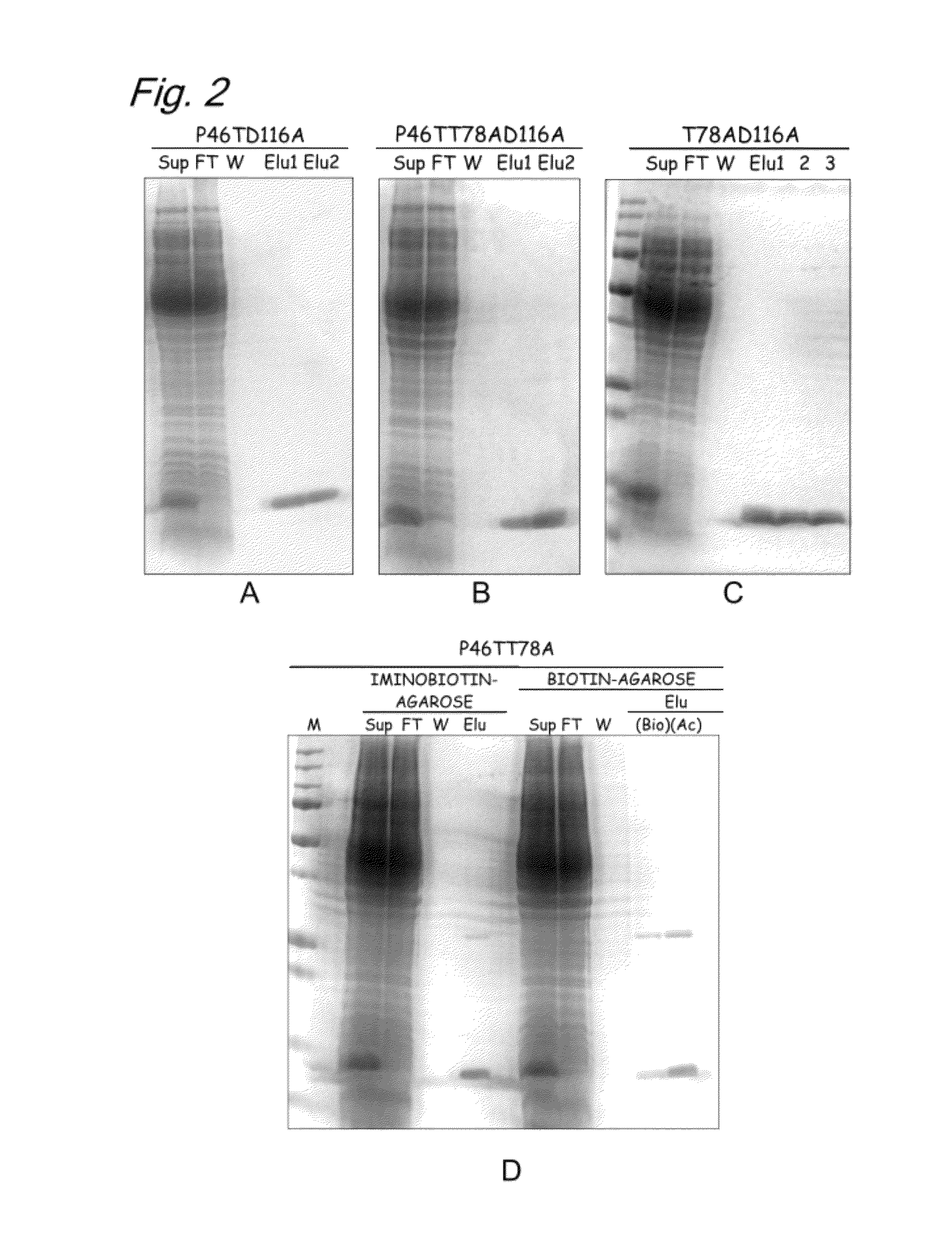 Modified biotin-binding protein