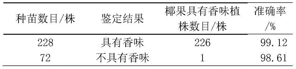 Special SSR primer and method for identifying purity of aromatic green dwarf seedlings