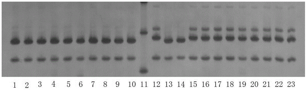 Special SSR primer and method for identifying purity of aromatic green dwarf seedlings