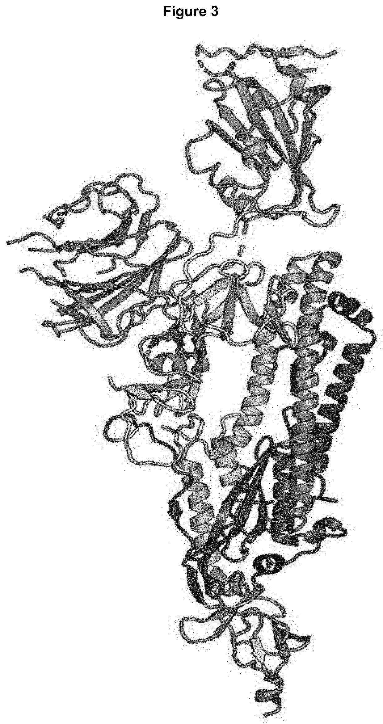 Novel ankyrin repeat binding proteins and their uses