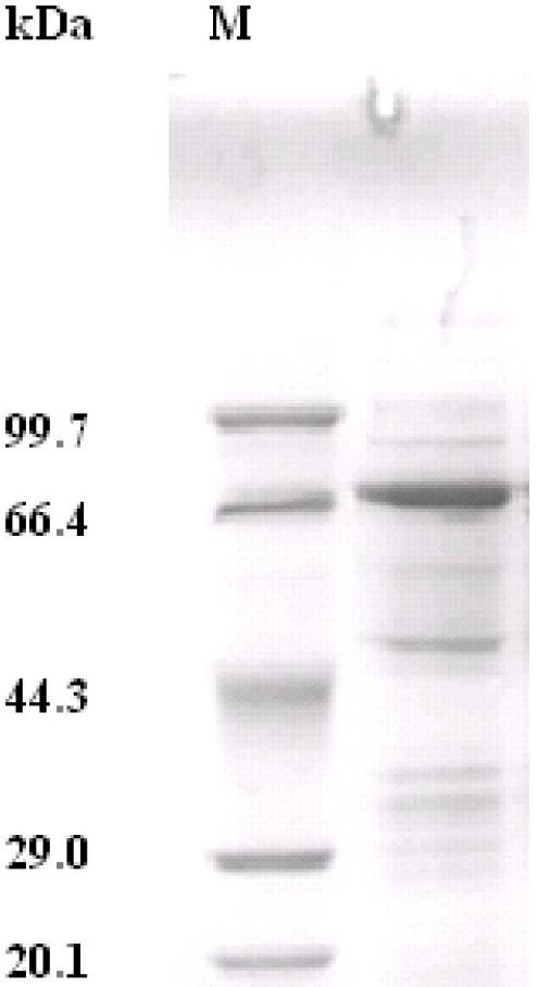 Trehalose synthase of streptomyces griseochromogenes and coding gene and application of trehalose synthase