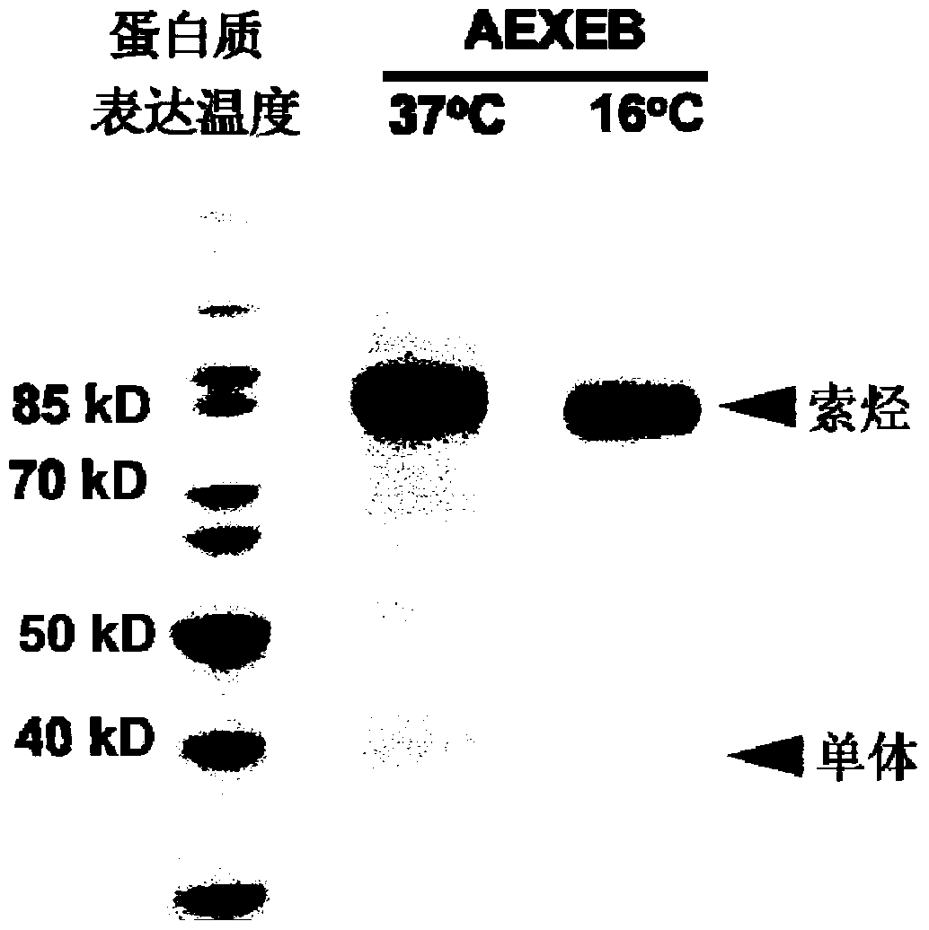 Preparation method of gene-encoded whole protein catenane