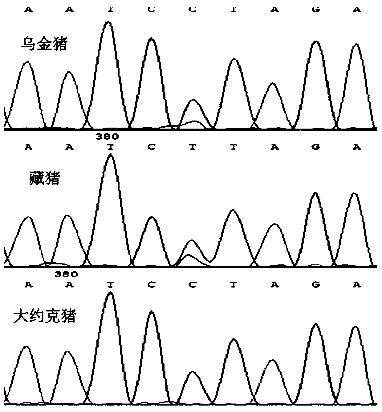 SNP molecular marker related with pig growth velocity and application thereof