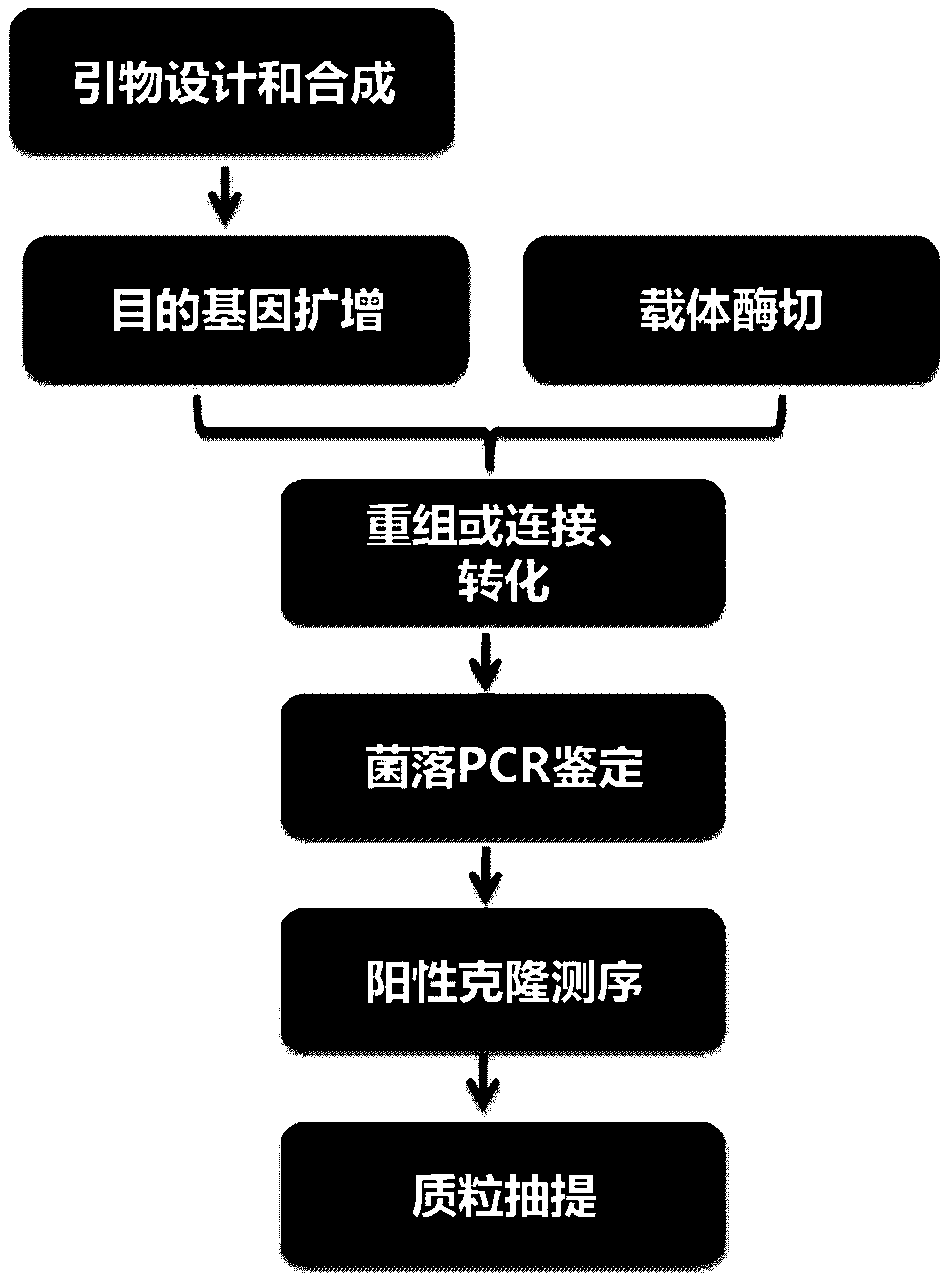 Adeno-associated virus for silencing expression of Ras guanyl nucleotide releasing protein 1 (RASGRP1) in intestinal tract of mice as well as preparation method and application of adeno-associated virus