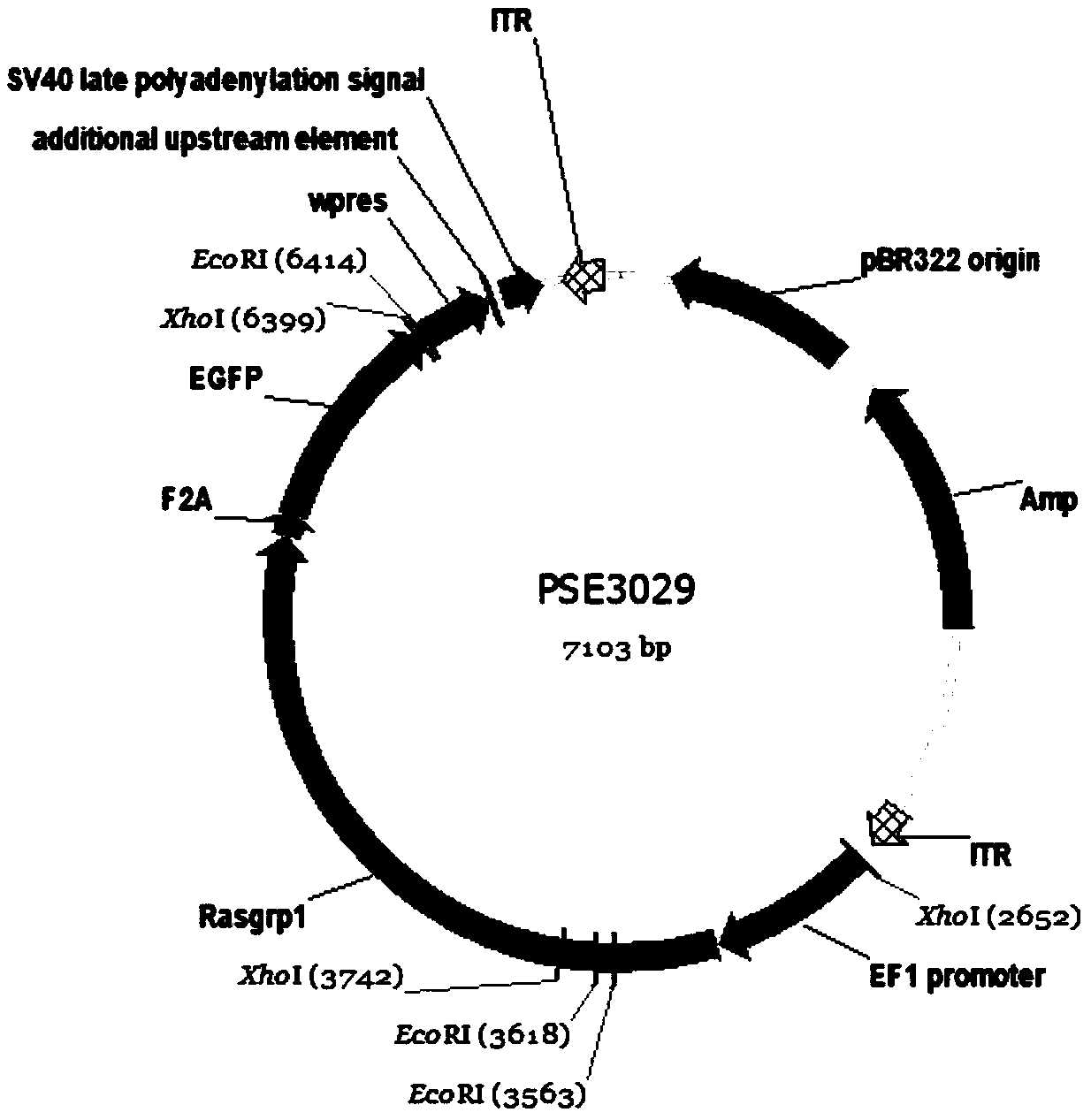 Adeno-associated virus for silencing expression of Ras guanyl nucleotide releasing protein 1 (RASGRP1) in intestinal tract of mice as well as preparation method and application of adeno-associated virus