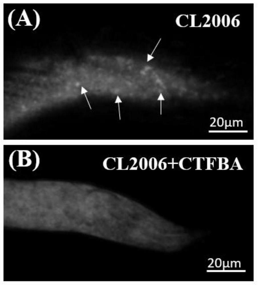 Small molecule compound for inhibiting aggregation of amyloid beta protein as well as preparation method and application of small molecule compound