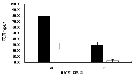 A kind of high-efficiency erosion bacterium Serratia liquefaction nlx-15 of silicate rock and its application