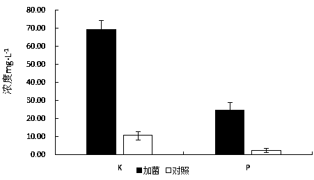 A kind of high-efficiency erosion bacterium Serratia liquefaction nlx-15 of silicate rock and its application