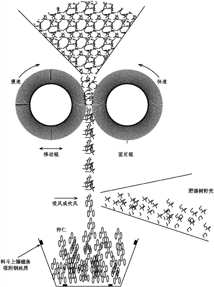 Shelling and separation method of toxicodendron succedaneum seeds