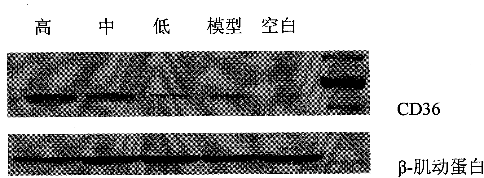 Composition containing curcumin and application of curcumin in preparing composition for adjusting blood sugar