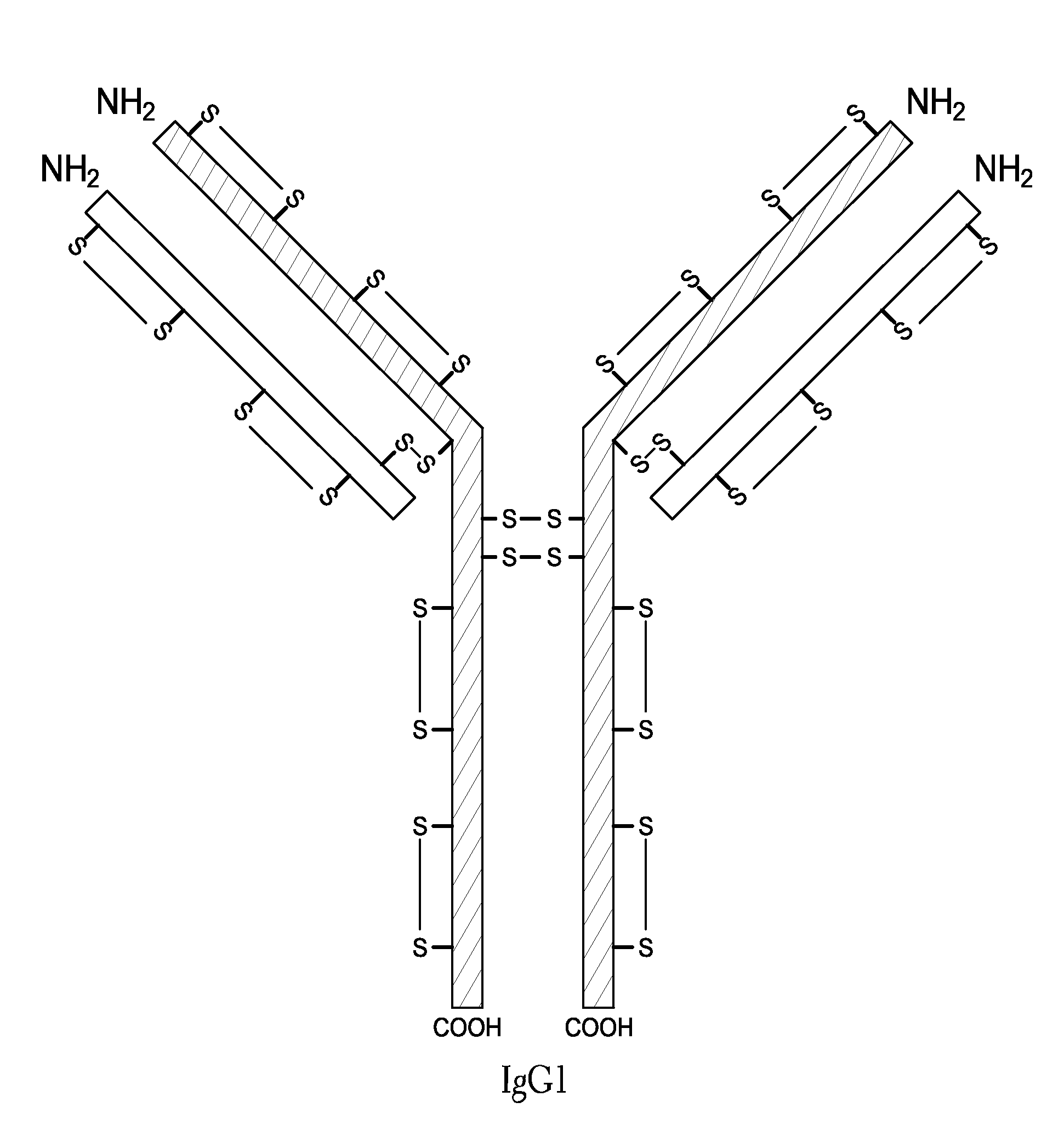 Homogeneous Antibody Populations