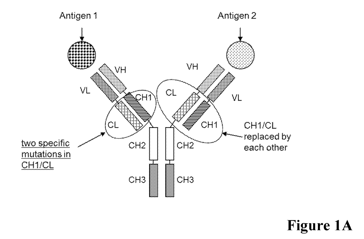 Multispecific antibodies