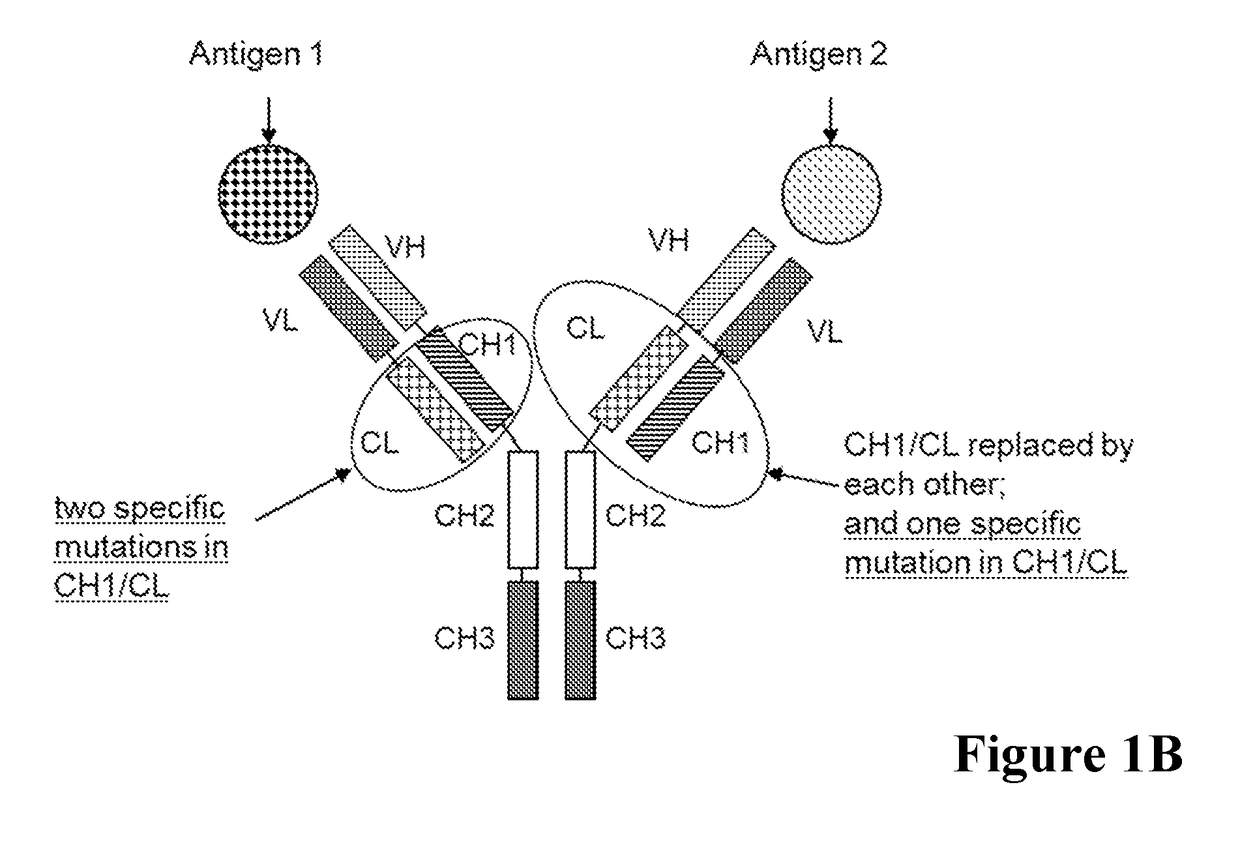 Multispecific antibodies