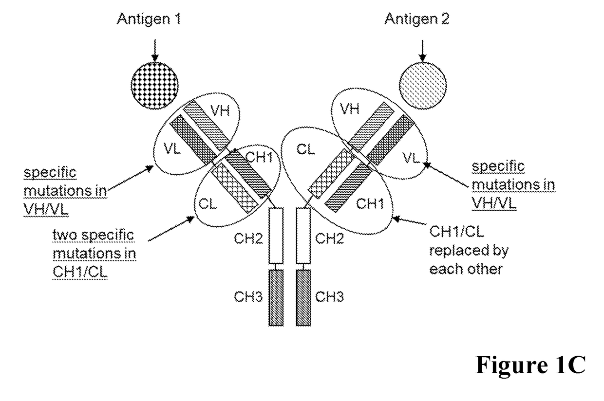 Multispecific antibodies