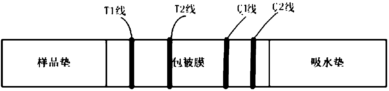 Pepsinogen Ⅰ and pepsinogen Ⅱ detection method and kit