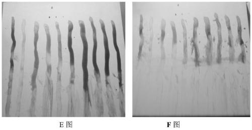 Plant-based water-based artistic paint and preparation method thereof