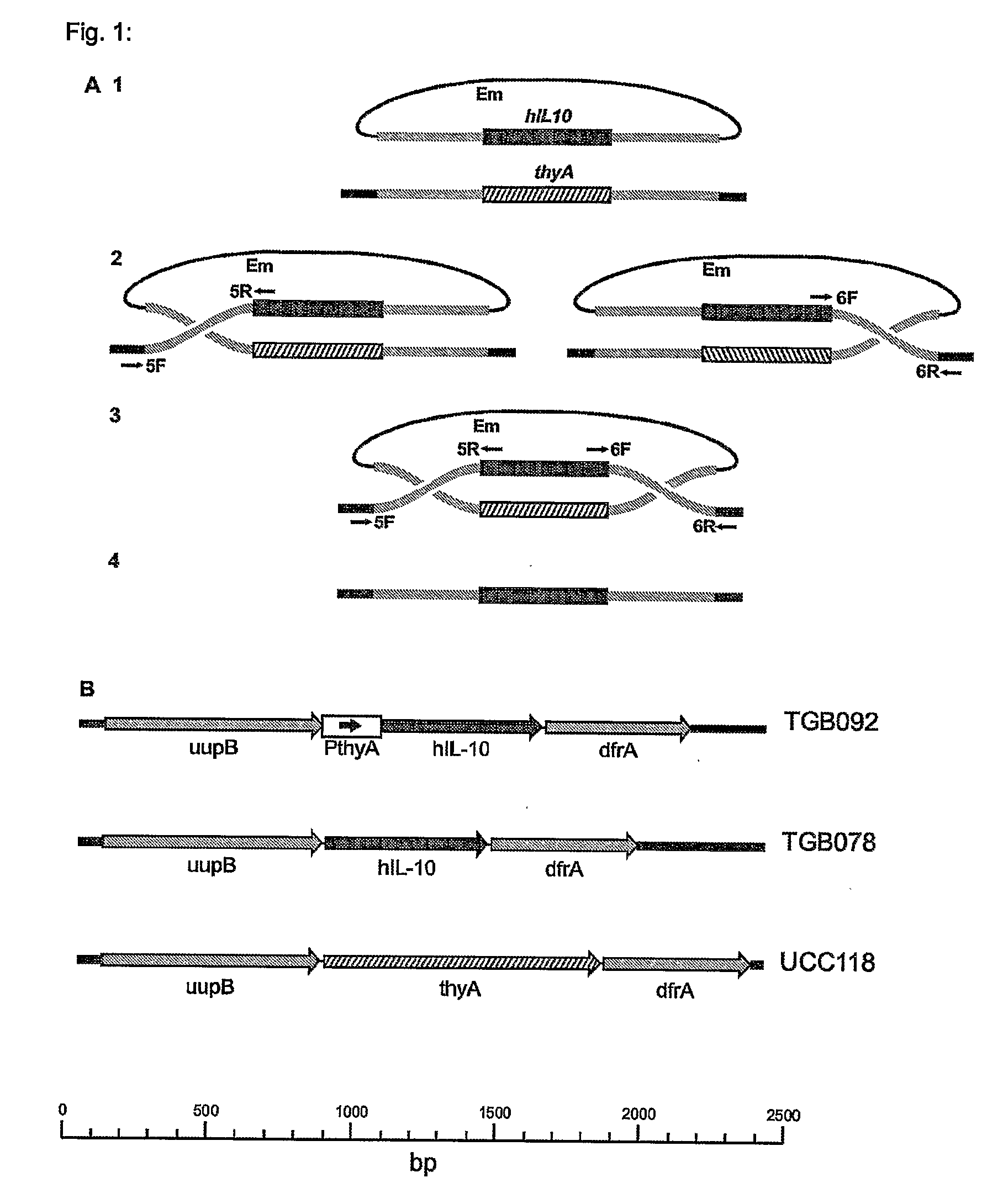 Self-Containing Lactobacillus Strain