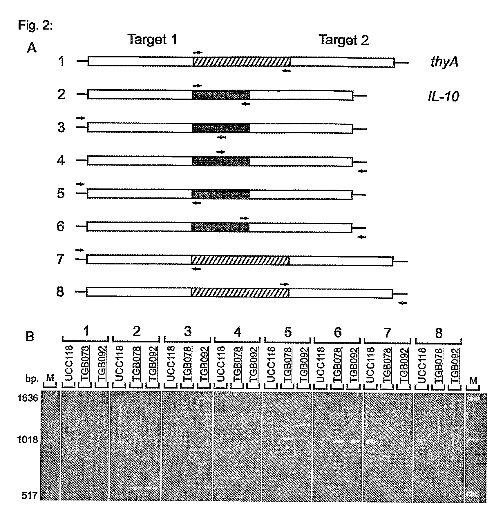 Self-Containing Lactobacillus Strain