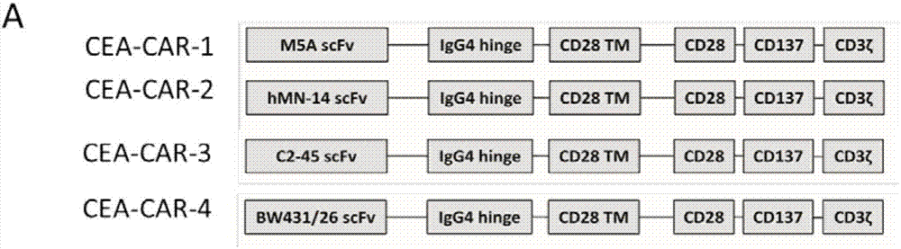 Chimeric antigen receptor for identifying carcino-embryonic antigens and application of chimeric antigen receptor