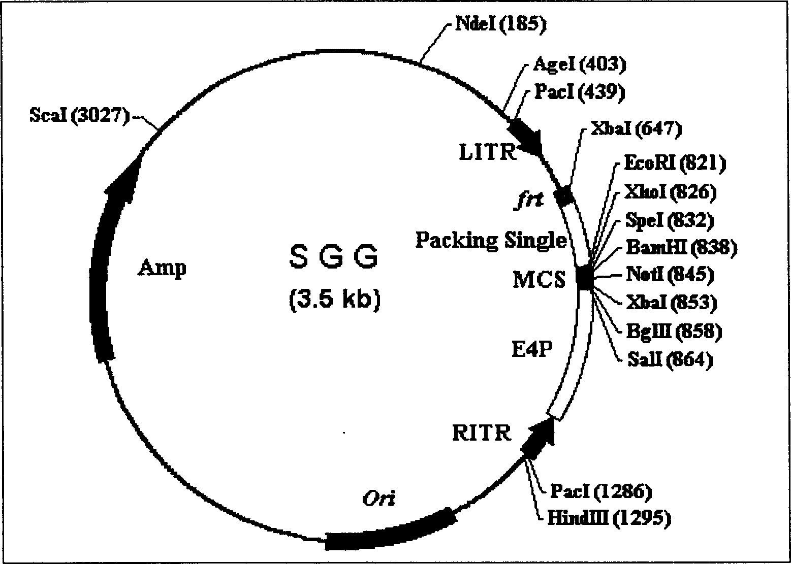 Highly expressed recombinant gutted adenovirus containing human constant region whole antibody gene and its use